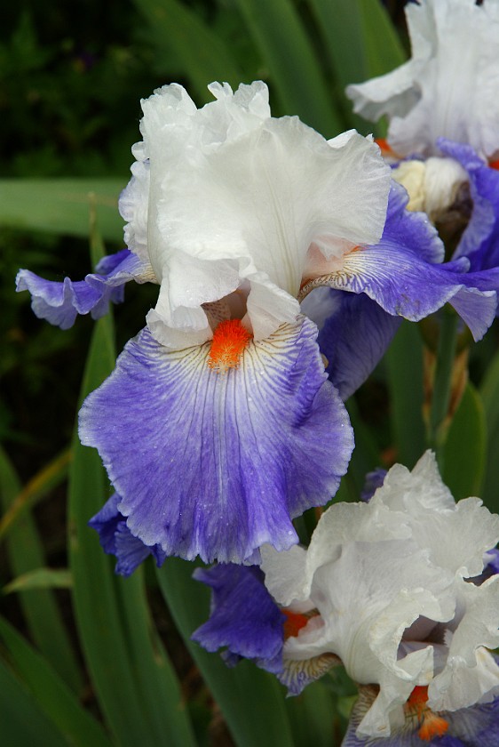 Claude Monet's Garden in Giverny. Clos Normand, Claude Monet's Garden. Giverny. .