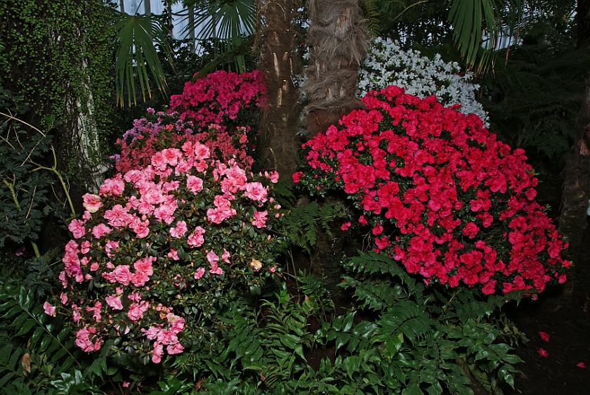 Schönbrunn Palace. Inside the Palm House. Vienna. .