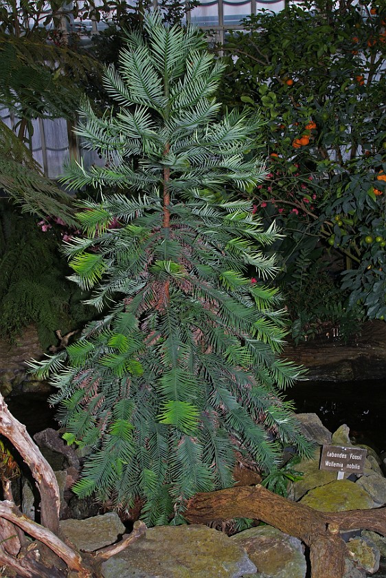 Schönbrunn Palace. Inside the Palm House. Vienna. .