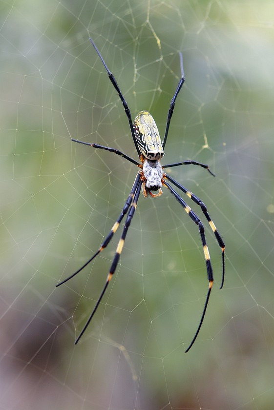 Boat Tour on Erhai Hú. Spider. Erhai Hú. .