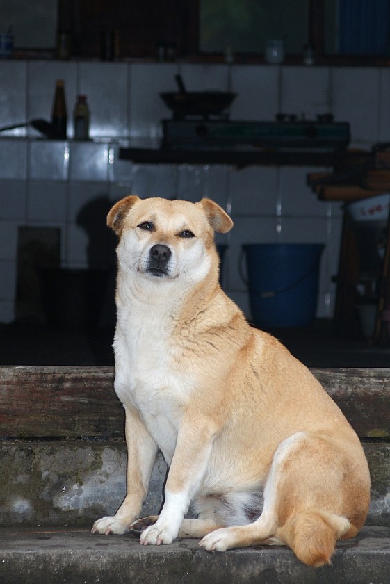 Horseback Ride on Zhonghé Shan. Dog at the Zhonghé Sì. near Dàli. .