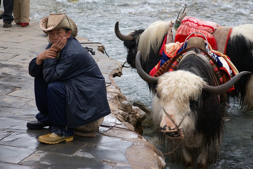 Trip to the Yùlóng Xueshan Summit. Yaks. Yùlóng Xueshan. .