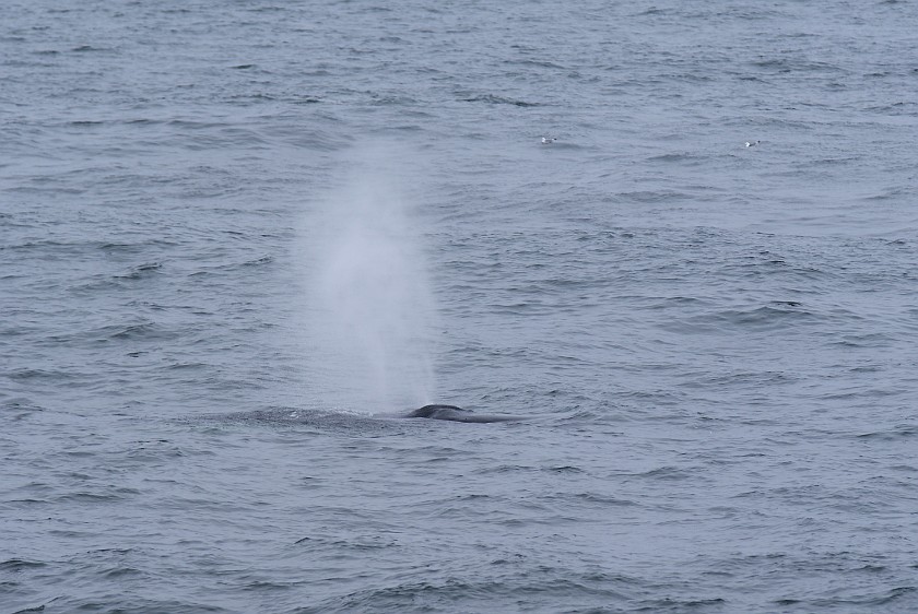 Whale Watching at Húsavík. Humpback whale. Húsavík. .