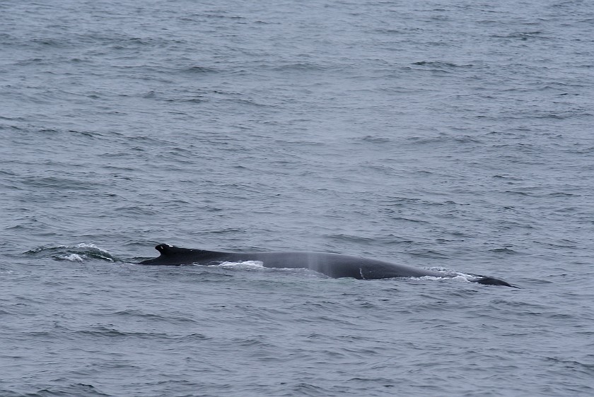 Whale Watching at Húsavík. Humpback whale. Húsavík. .