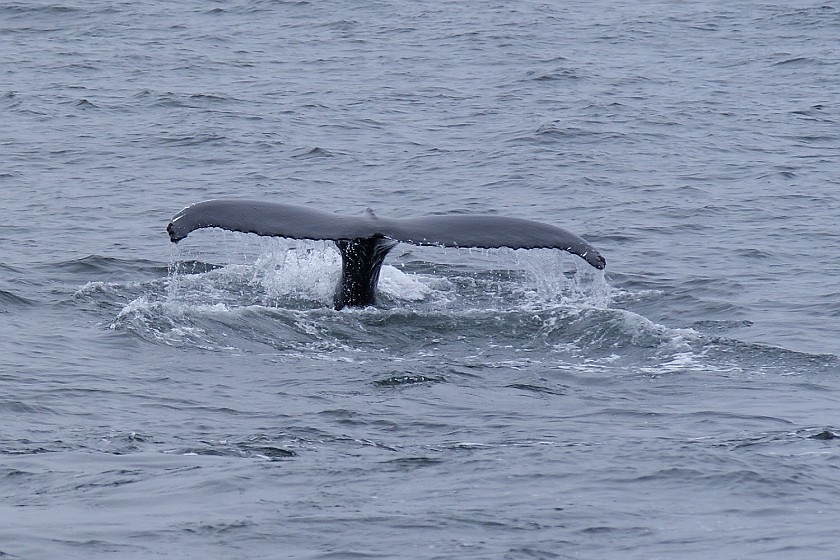 Whale Watching at Húsavík. Humpback whale. Húsavík. .