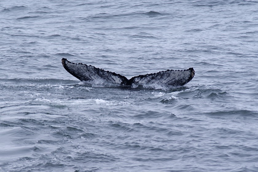 Whale Watching at Húsavík. Humpback whale. Húsavík. .