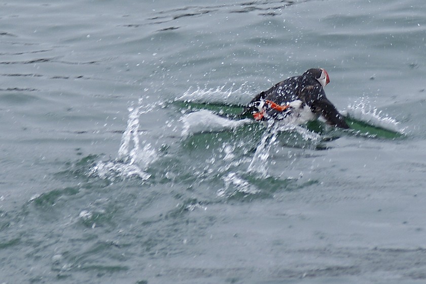 Whale Watching at Húsavík. Puffin. Húsavík. .