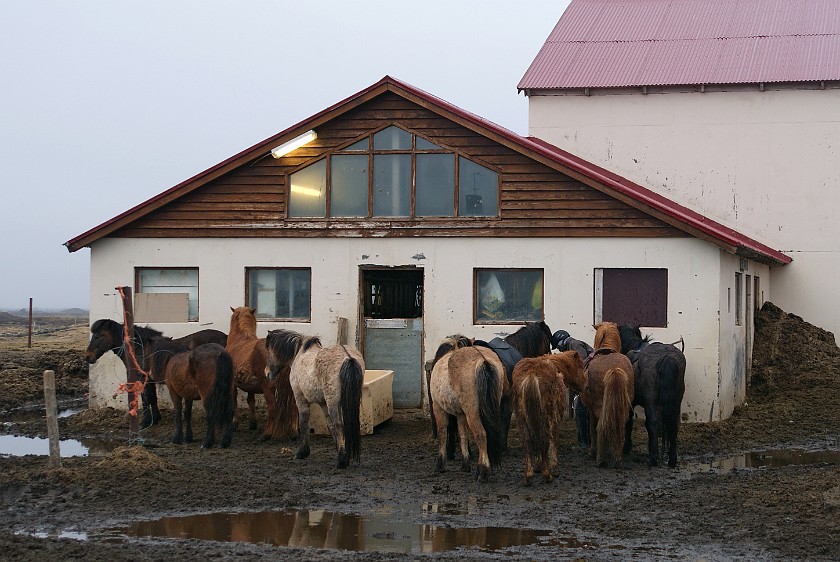 Icelandic Horseriding. Garður horse farm. near Húsavík. .