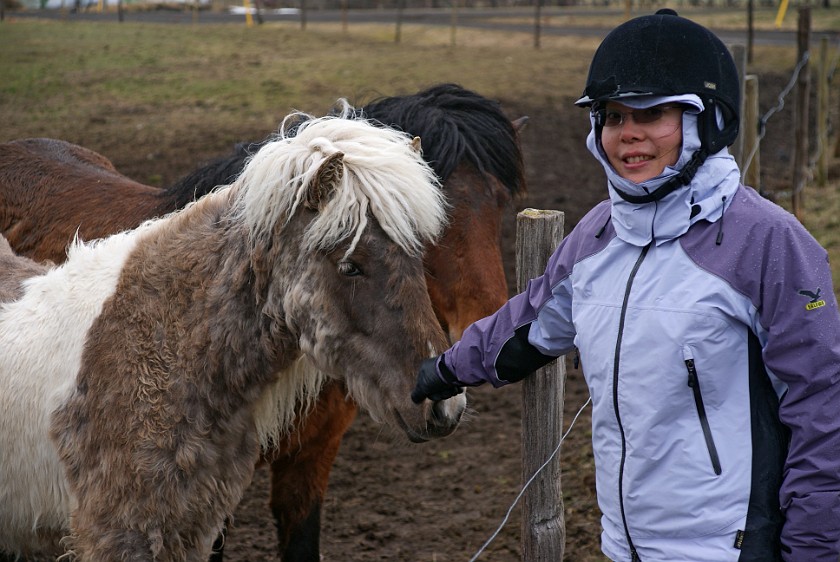 Icelandic Horseriding. Garður horse farm. near Húsavík. .