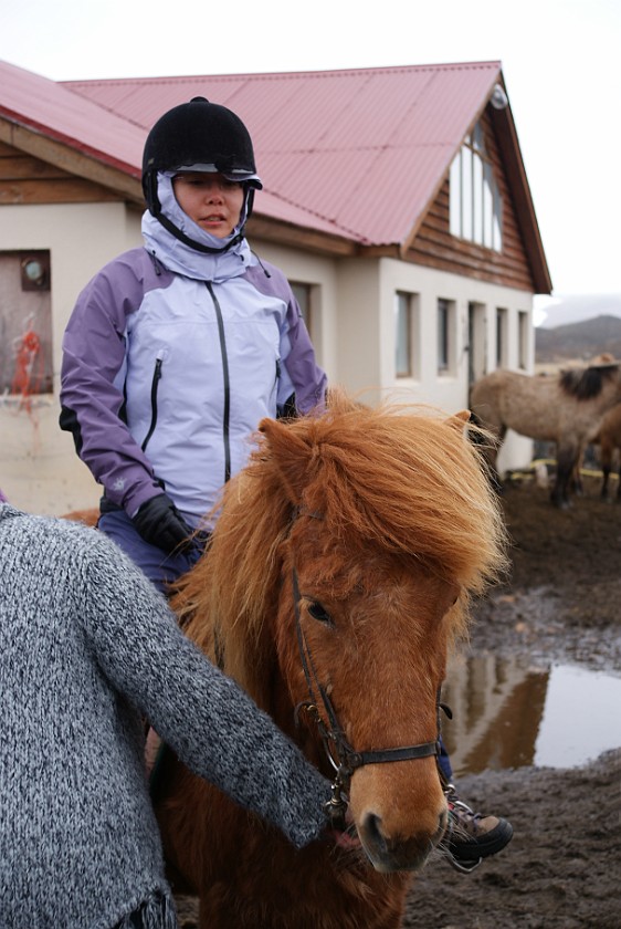Icelandic Horseriding. Garður horse farm. near Húsavík. .