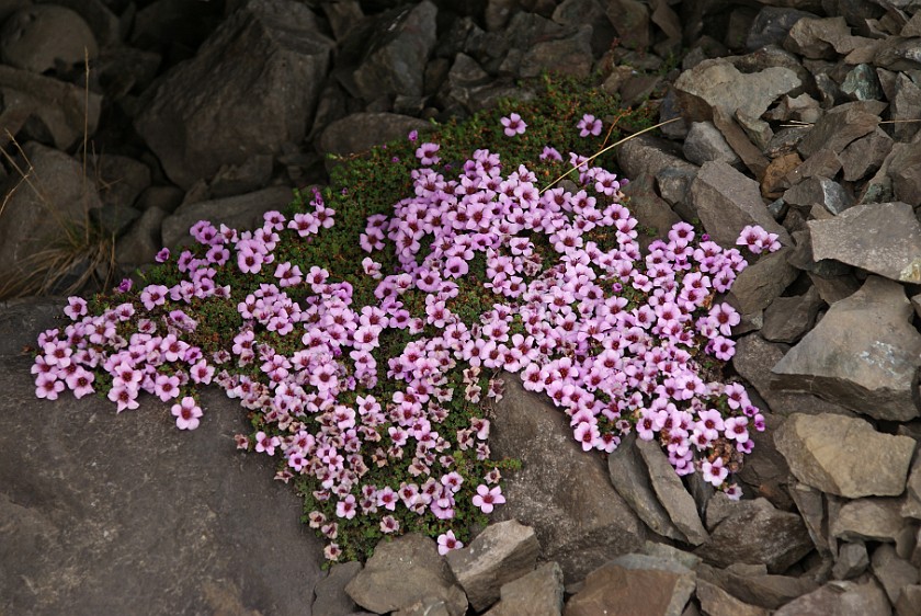 Skaftafellsjökull. Flowers. Skaftafell Nationalpark. .