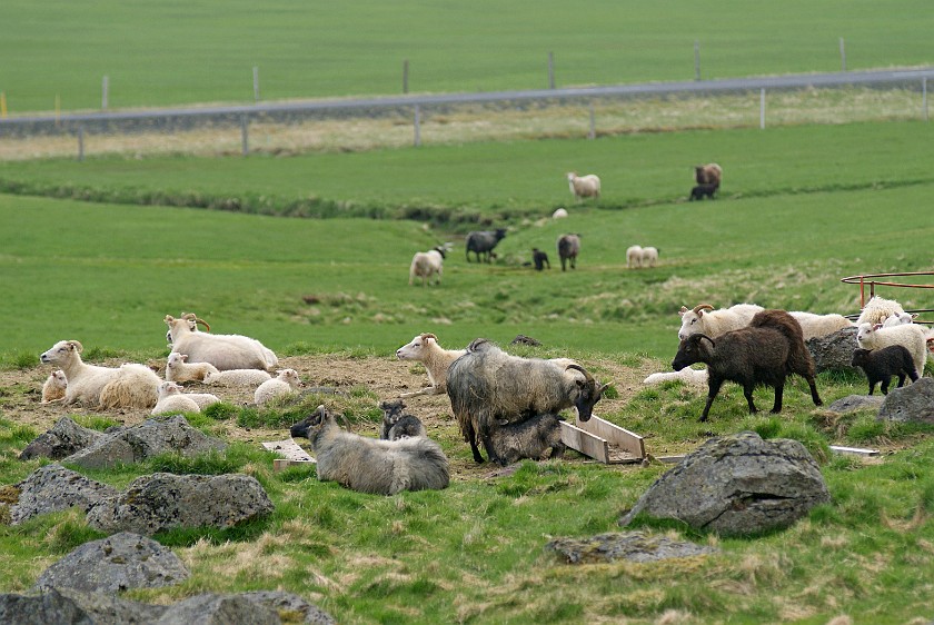 Hof. Sheep. Hof. .