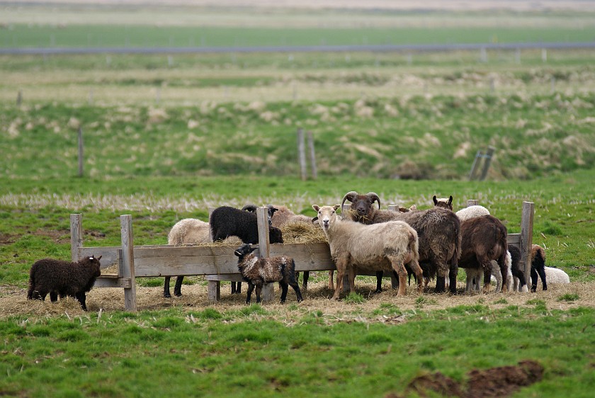 Hof. Sheep. Hof. .