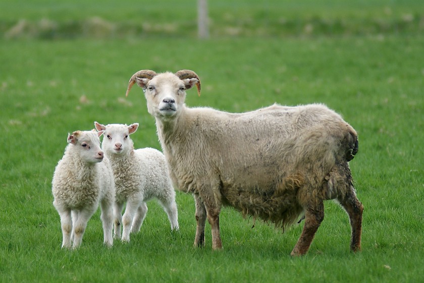 Hof. Sheep. Hof. .