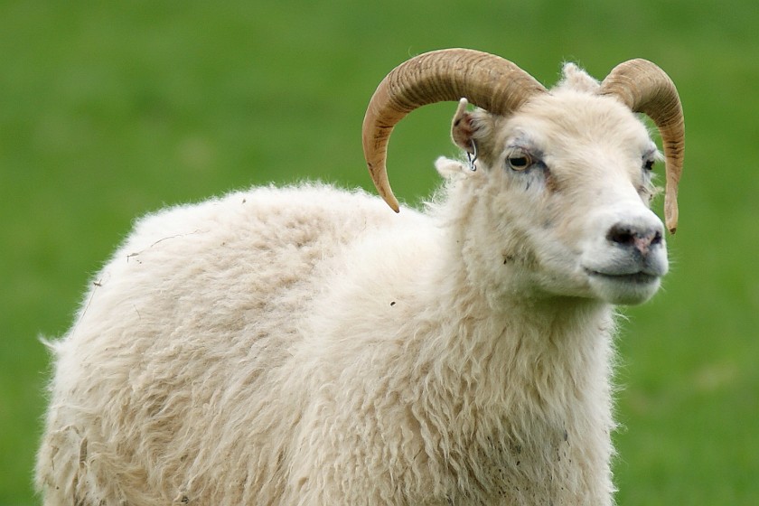 Hof. Sheep. Hof. .