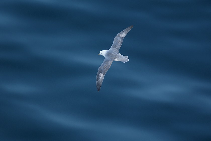 Seyðisfjörður. Seagull. Seyðisfjörður. .