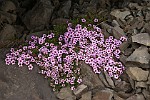 ICE258