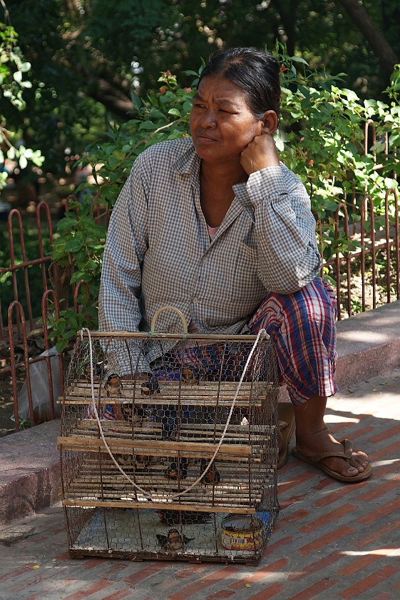 Wat Phnom. Bird Seller. Phnom Penh. .