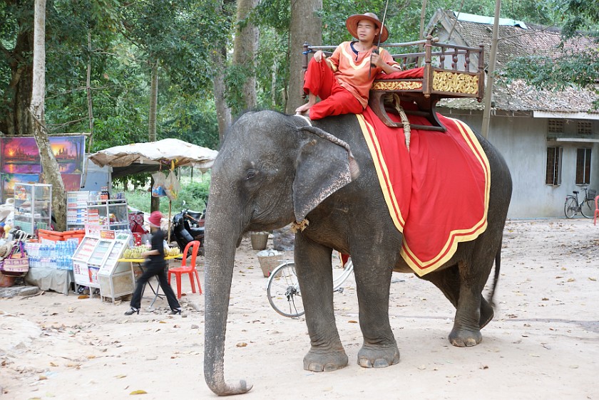 Angkor Wat. Elephant. near Siem Reap. .