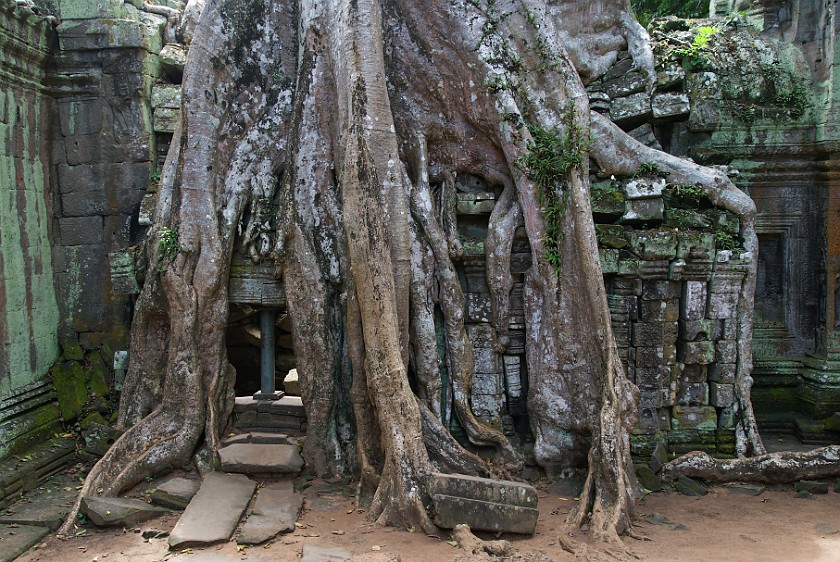 Ta Prohm. Tree Roots over Building. near Siem Reap. .