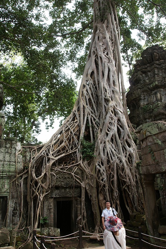 Ta Prohm. Tree Roots over Building. near Siem Reap. .