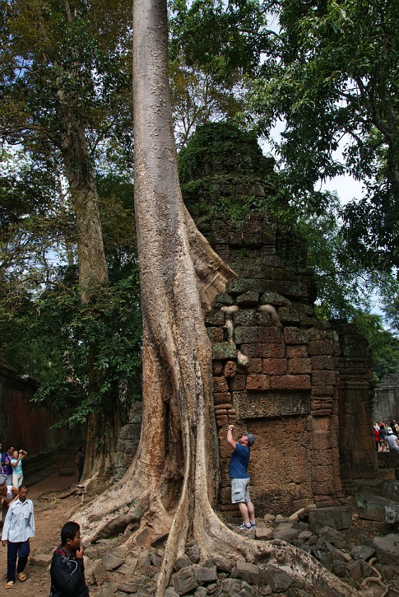Ta Prohm. Tree Growing out of a Building. near Siem Reap. .