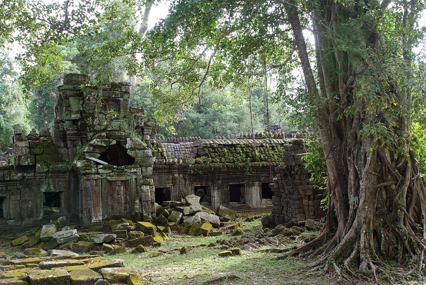 Preah Khan. Building and Tree. near Siem Reap. .