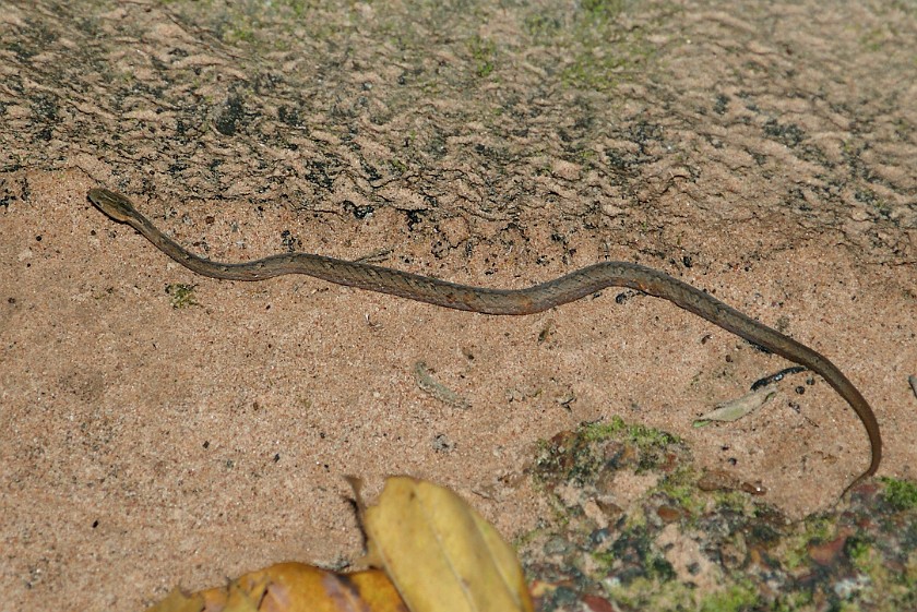 Ta Som. Snake. near Siem Reap. .