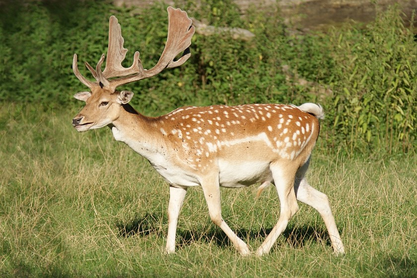Wilderness Park Zurich. Deer. Langnau. .