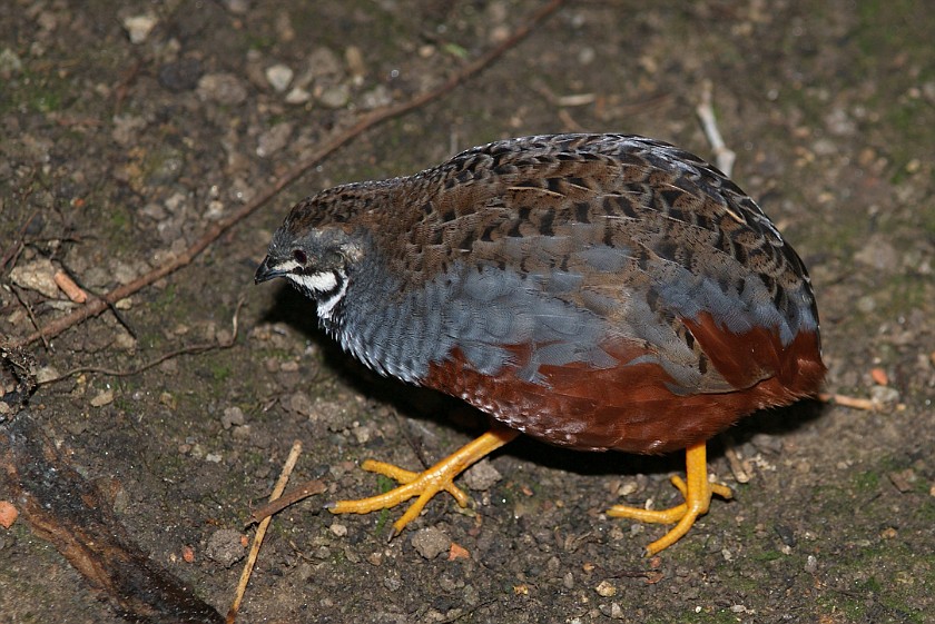 Mainau. Quail. Island of Mainau. .