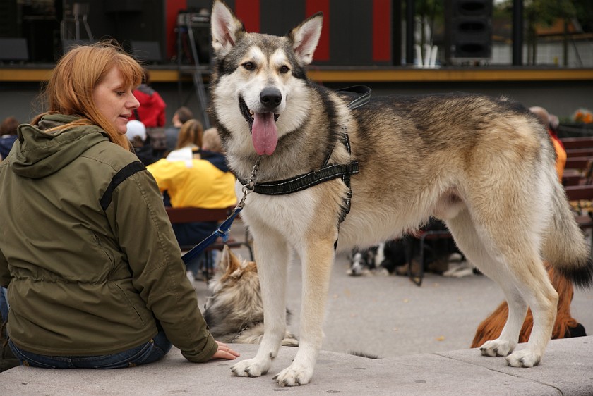 The City of Stockholm. Woman with Dog. Stockholm. .