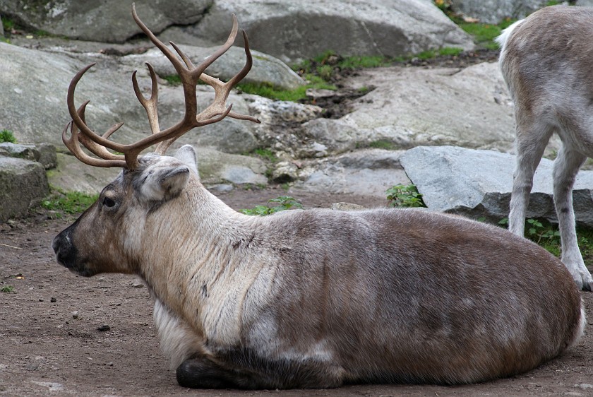 Skansen. Reindeer. Stockholm. .