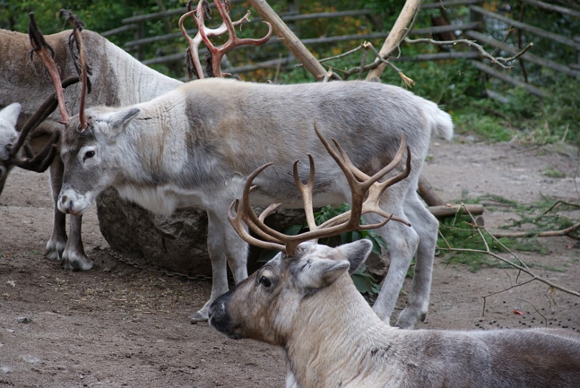 Skansen. Reindeer. Stockholm. .
