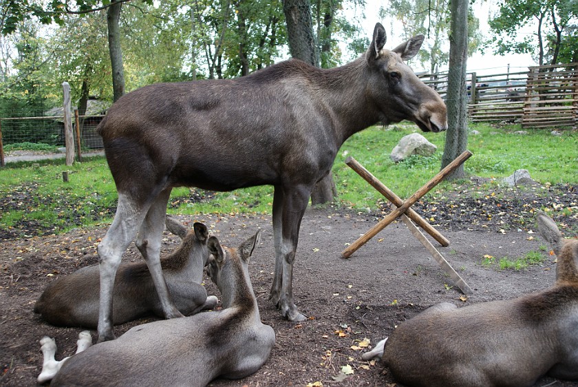 Skansen. Moose. Stockholm. .