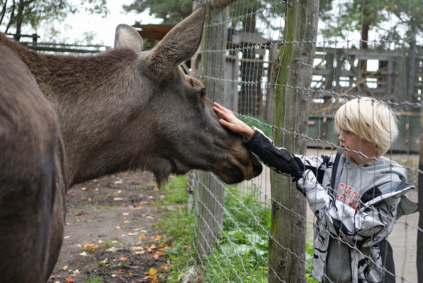 Skansen. Moose. Stockholm. .