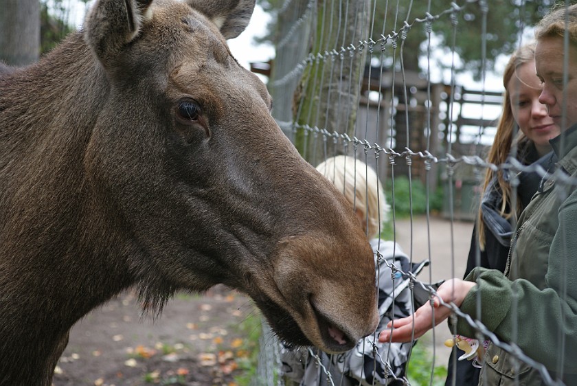 Skansen. Moose. Stockholm. .