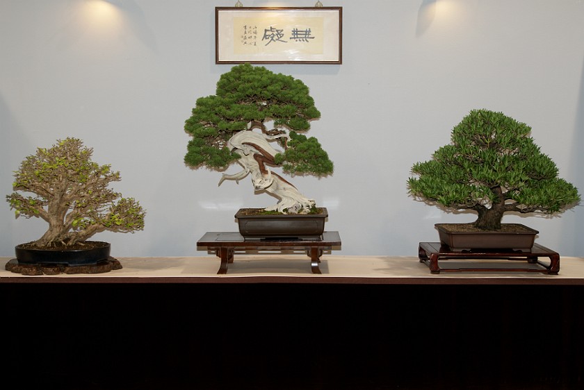 Taipei International Flora Exposition. Bonsai Trees. Taipei. .