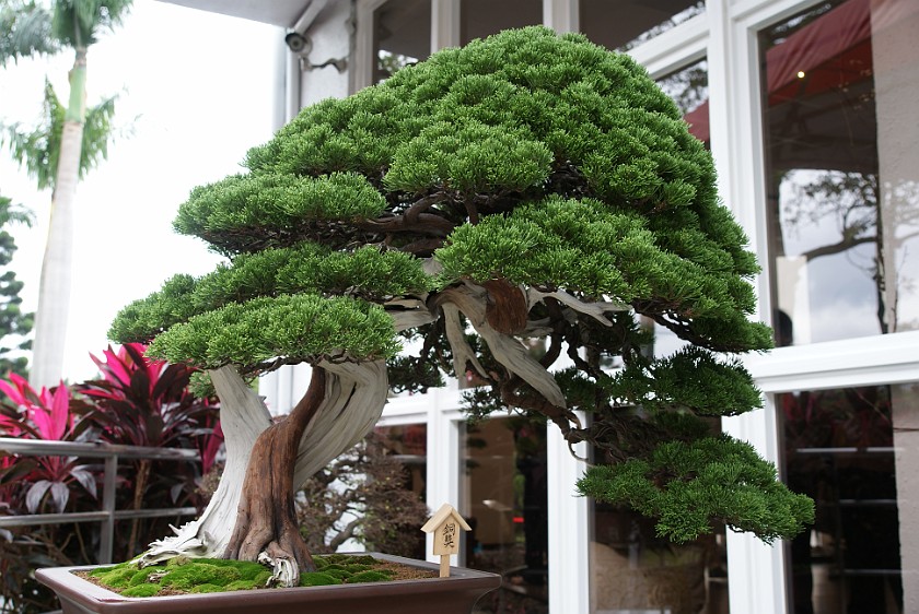 Taipei International Flora Exposition. Bonsai Tree. Taipei. .