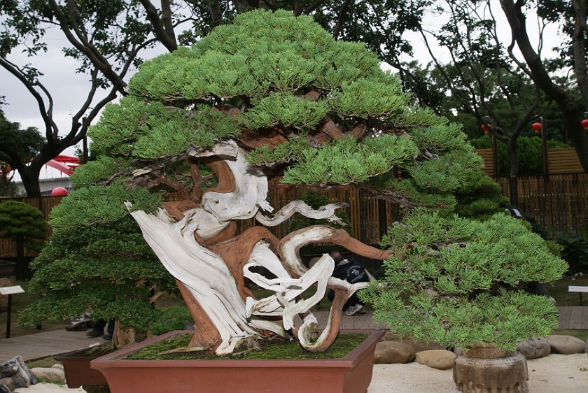 Taipei International Flora Exposition. Bonsai Tree. Taipei. .