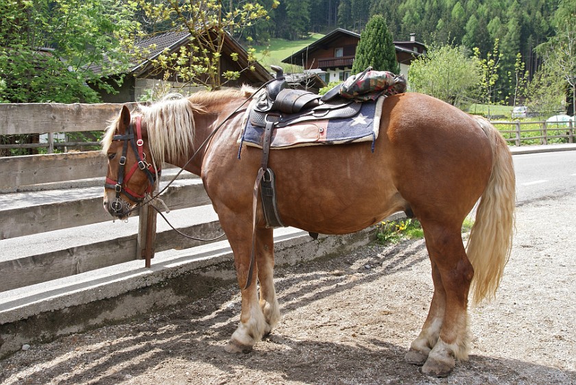 Horseback Riding in the Ahrn Valley. Horse. Luttach. .