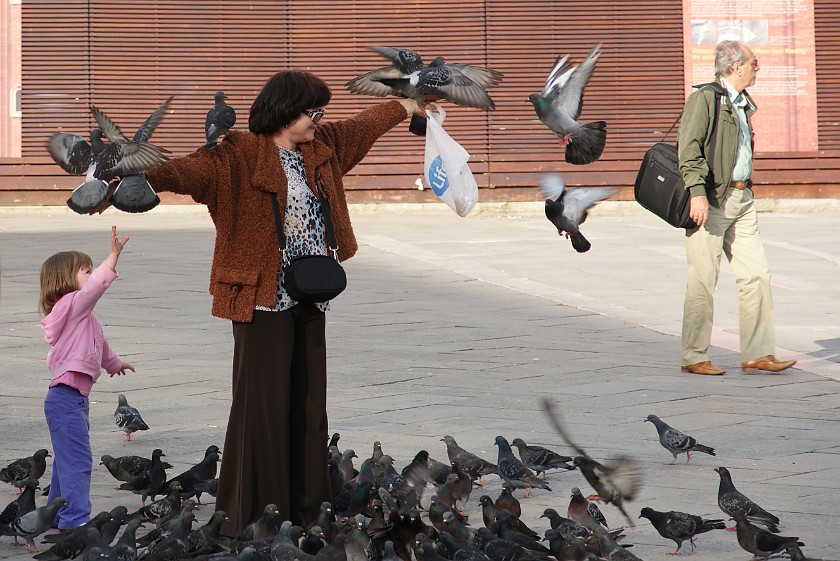 Saint Mark's Square. Pigeon Feeding. Venice. .