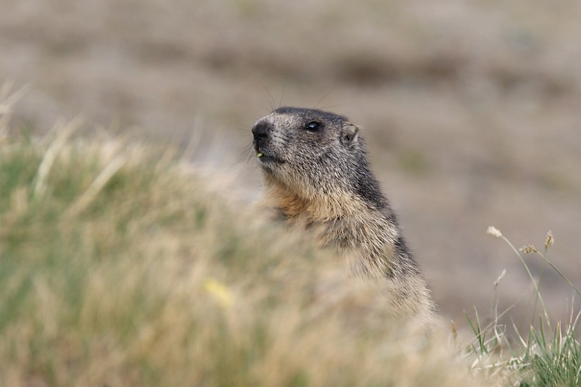 Hiking on the Gamsgrubenweg. Marmot. near Heiligenblut. .