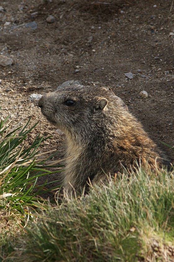 Hiking on the Gamsgrubenweg. Marmot. near Heiligenblut. .