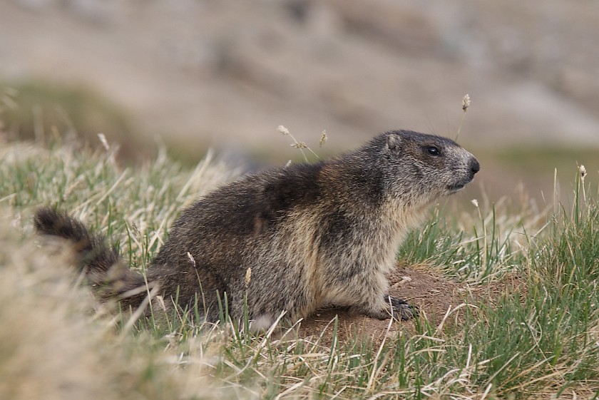 Hiking on the Gamsgrubenweg. Marmot. near Heiligenblut. .