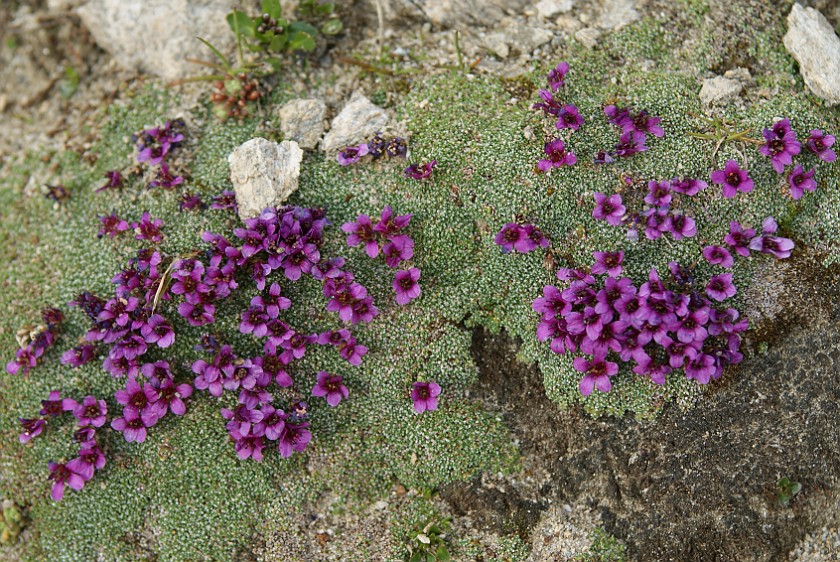 Hiking on the Gamsgrubenweg. Alpine Flowers. near Heiligenblut. .