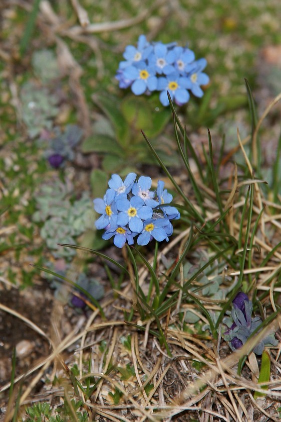 Hiking on the Gamsgrubenweg. Alpine Flowers. near Heiligenblut. .