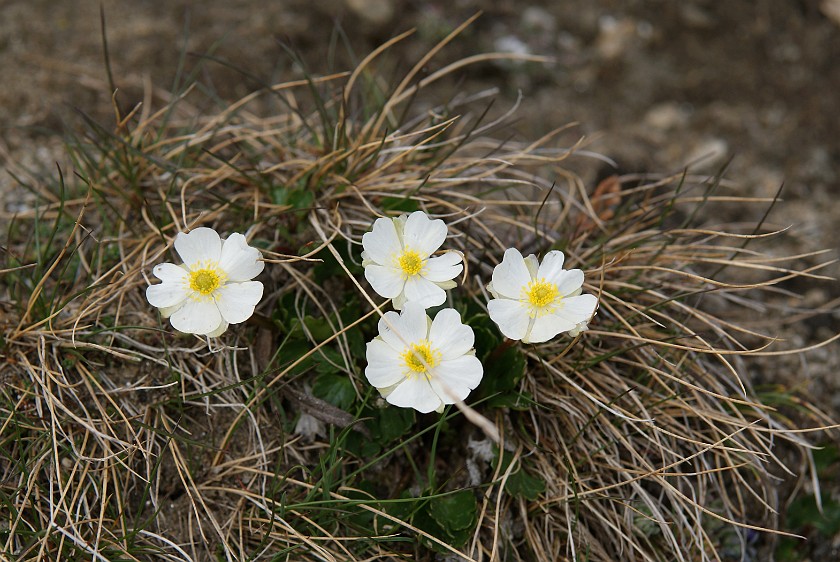 Hiking on the Gamsgrubenweg. Alpine Flowers. near Heiligenblut. .