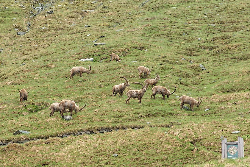Herd of Wild Ibexes. Herd on Mountain Meadow. near Heiligenblut. .