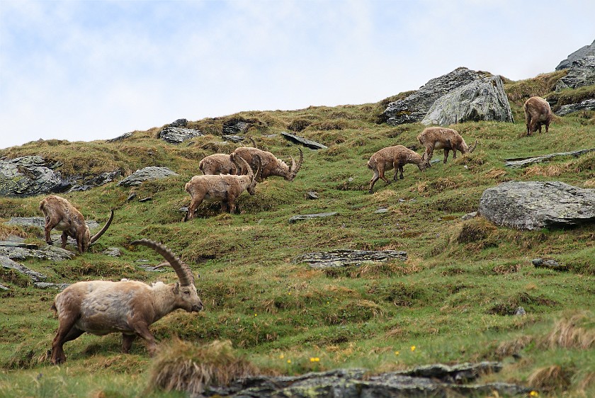 Herd of Wild Ibexes. Ibexes. near Heiligenblut. .
