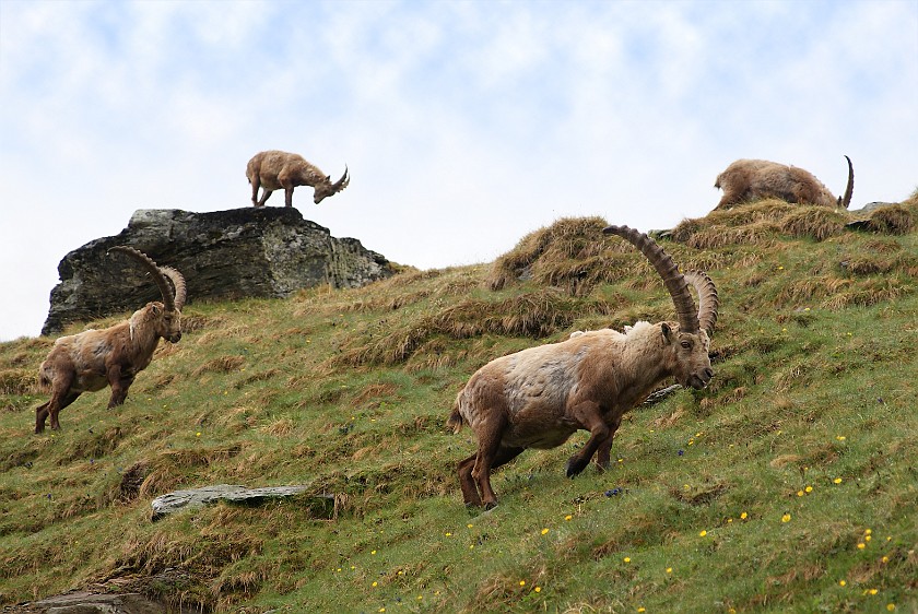 Herd of Wild Ibexes. Ibexes. near Heiligenblut. .
